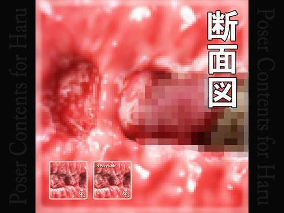Vaginal Cross-Section for Haru