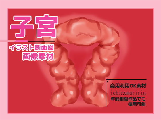 Uterus (Cross-Section) Illustration - Royalty-Free Adult Commercial Use OK
